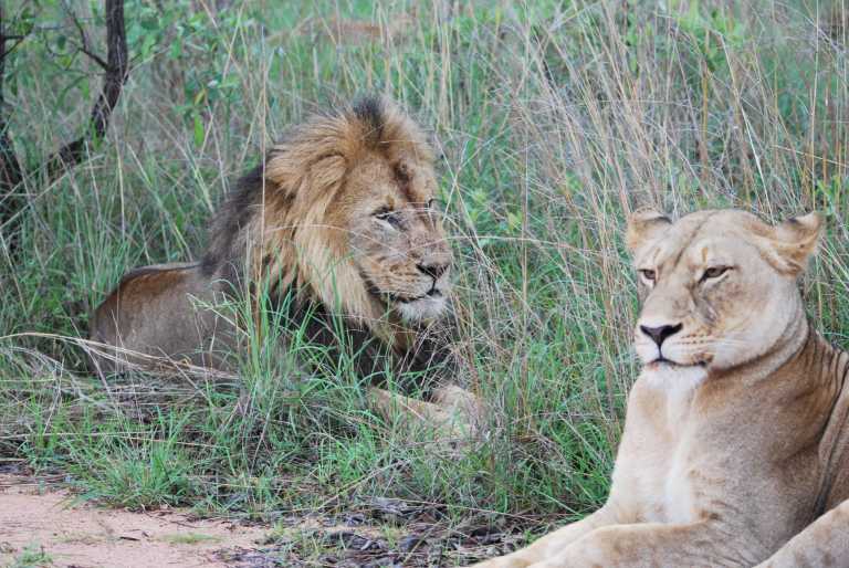 South Africa - Südafrika: das atemberaubende Kap trifft auf das Biospähren-Reservat Blyde - Krüger - JoinMyTrip