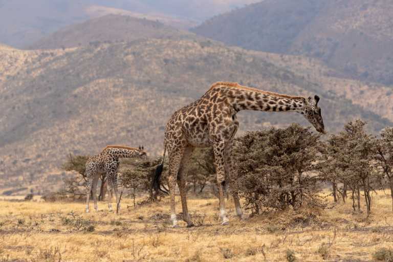 Tanzania - Serengeti National Park - 5 Days Tanzania Safari to Tarangire, Serengeti and Ngorongoro Crater