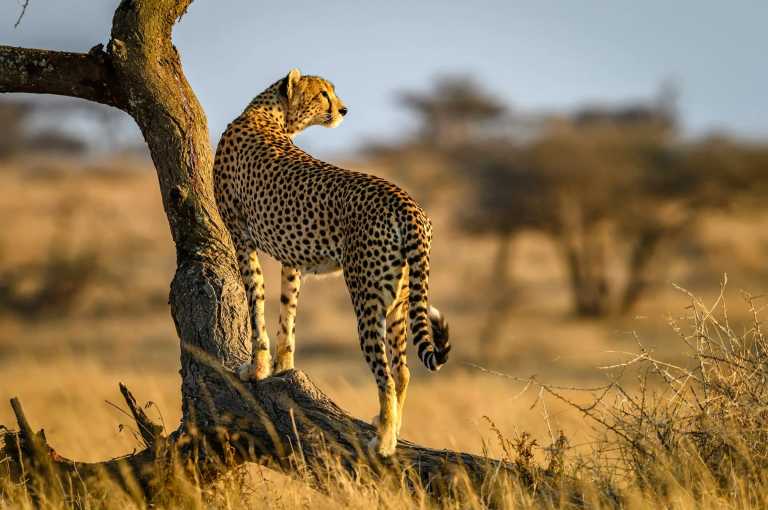 Tanzania - Tanzania Big Five Safari & Wildlife Photography Expedition | Serengeti & Ngorongoro - JoinMyTrip