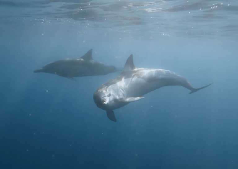 South Africa - 🇿🇦 South African Sardine Run Expedition - 1 Week INSIDE a Nature Documentary 🐬 - JoinMyTrip