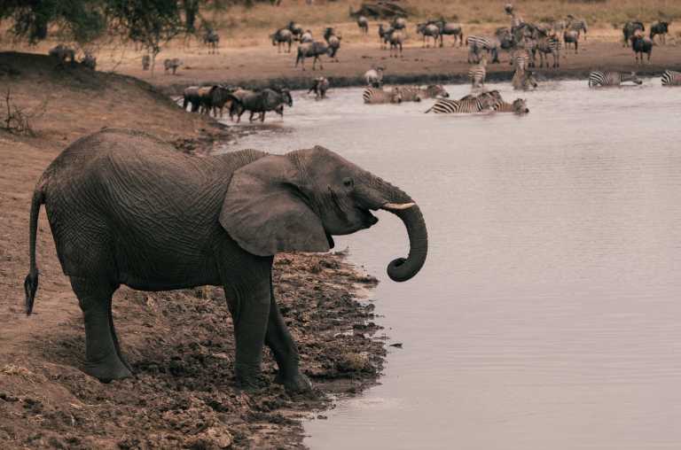 Tanzania - Serengeti National Park - 6 Days Tanzania Safari to Lake Manyara, Serengeti and Ngorongoro Crater