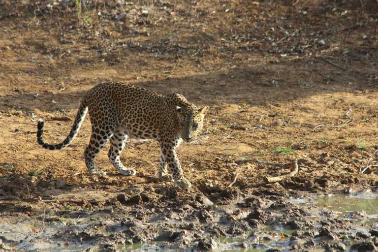 Madhawa Karalliyadda - 10