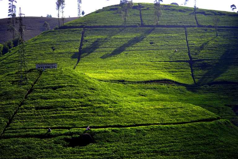 Madhawa Karalliyadda - 6