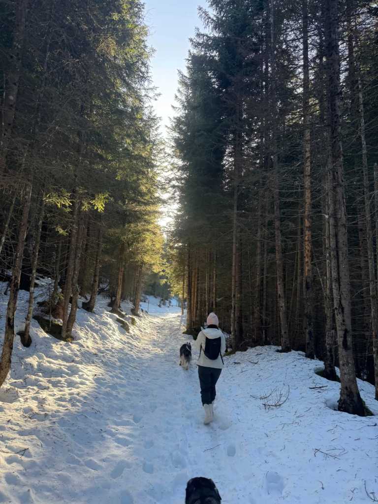 Austria - Tiroler Zugspitz Arena - Snow Trip to Austria with My Huskies 🐾❄️ Winter Hikes | Skiing | Tobogganing - 2
