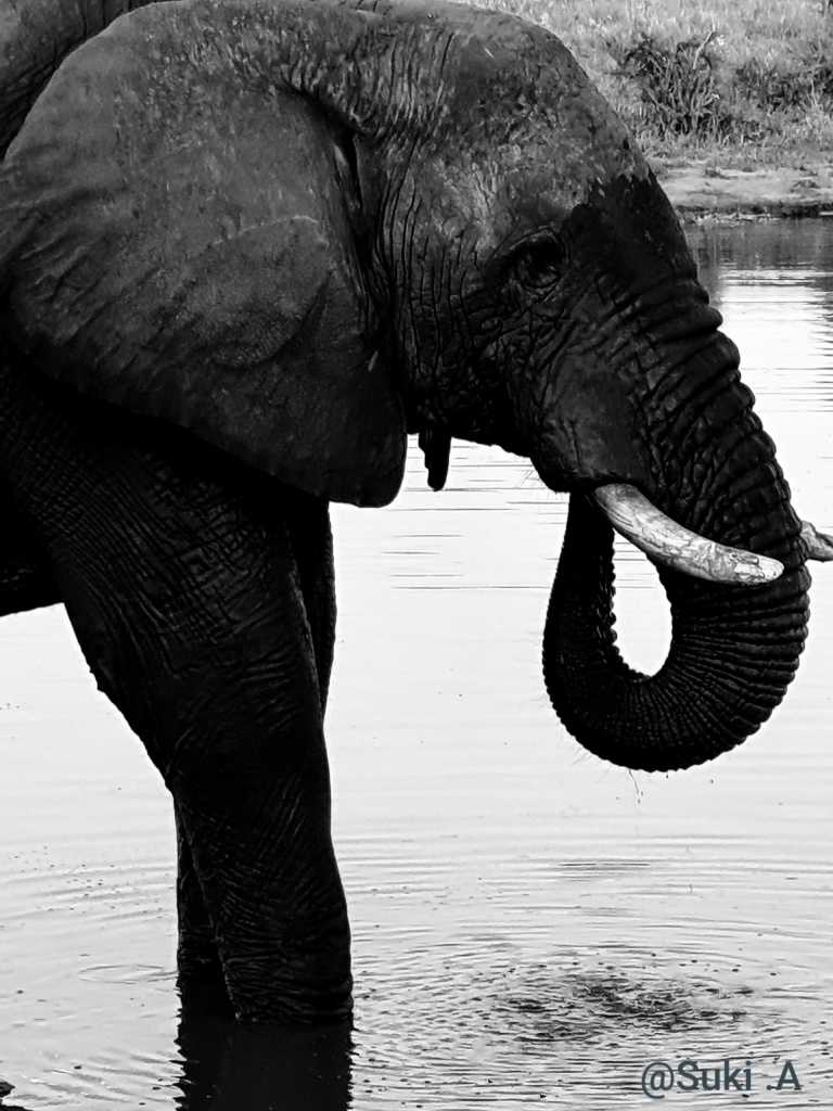 Sue-Ellen Abrahams - 6