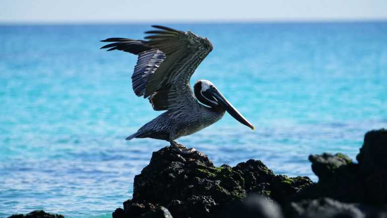 Ecuador - 5 Days Galapagos Adventure - JoinMyTrip