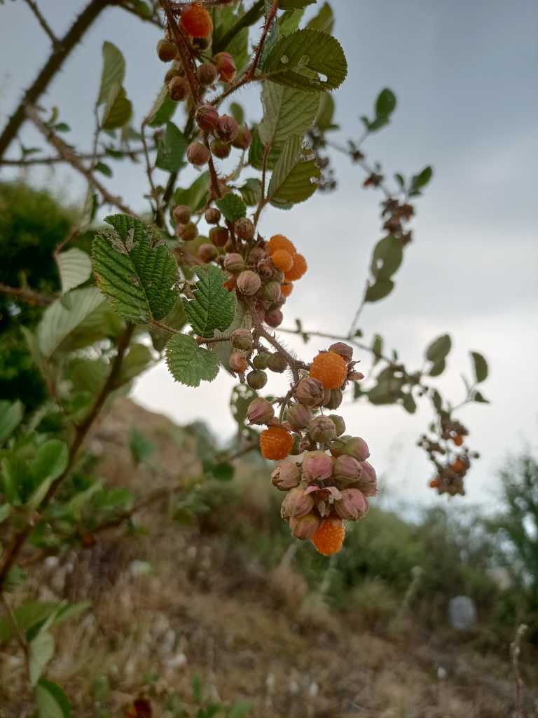 Shrijana Tiwari - 14