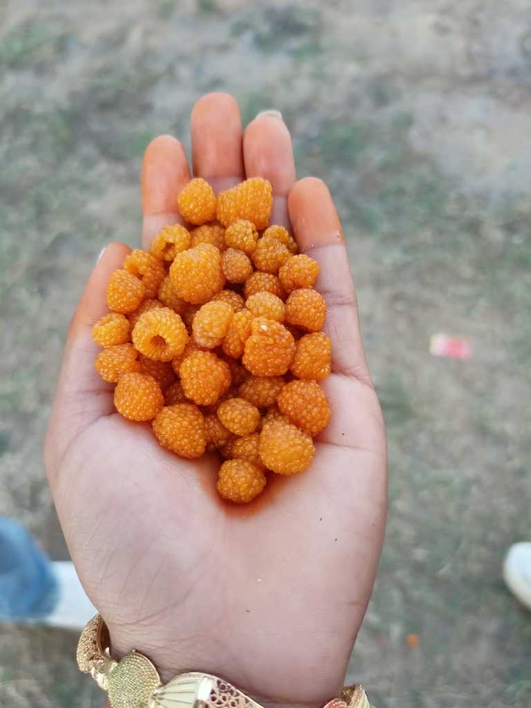 Shrijana Tiwari - 13