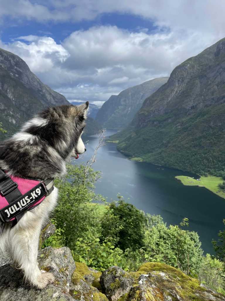Norway - Best of Norway with my huskies 🐾⛰️ | Jotunheimen, Fjords & Valleys | Hiking trip - JoinMyTrip