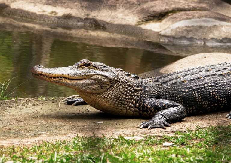 Bangladesch - Explore the Crocodile Farm and Silver Castle Resort in Mymensingh, Bangladesh - JoinMyTrip