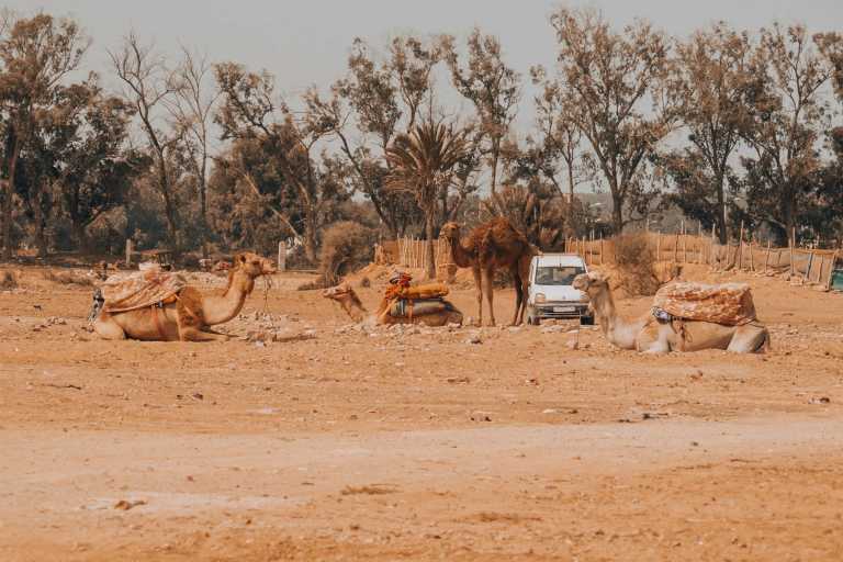 Morocco - Agadir - 🏖️ Agadir Getaway: Sun, Surf & Hidden Gems of Morocco - 3