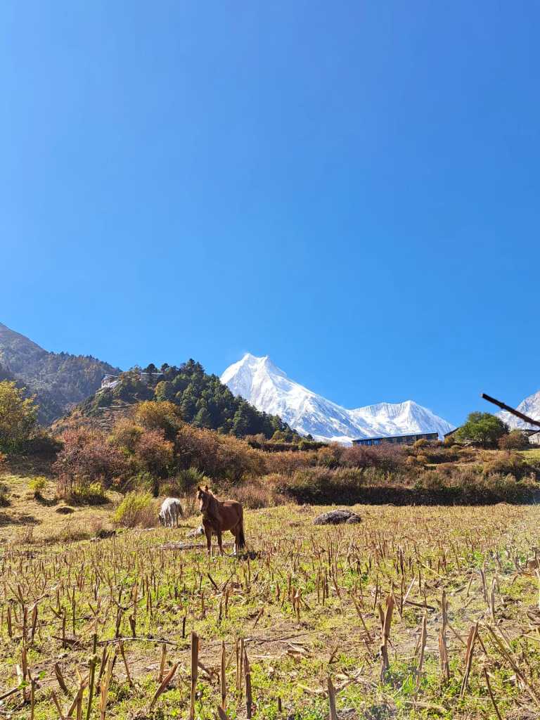 Pujan  Silwal Chhetri  - 8