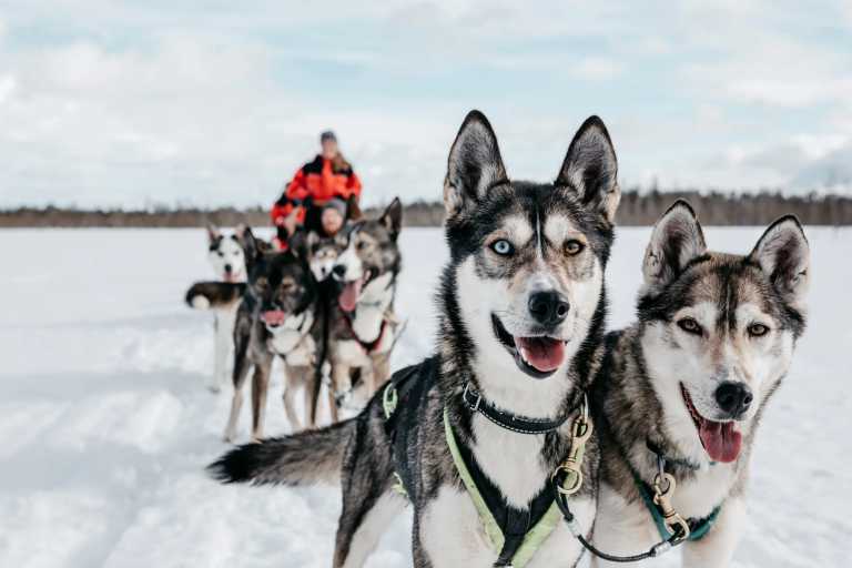 Finnland - Levi - All Inclusive Lapland 360° - Snowmobile, Polar Lights, Husky, Sauna, and many more! :)