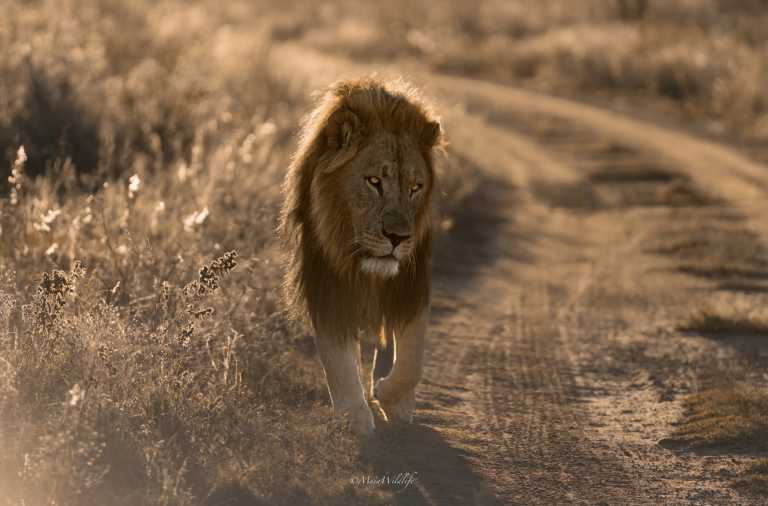 South Africa - Dinokeng Game Reserve - 7 Days South Africa Big Five Safari & Wildlife Photography Expedition!
