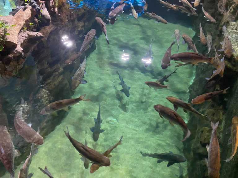 Jewel No.1 Wonder - 78