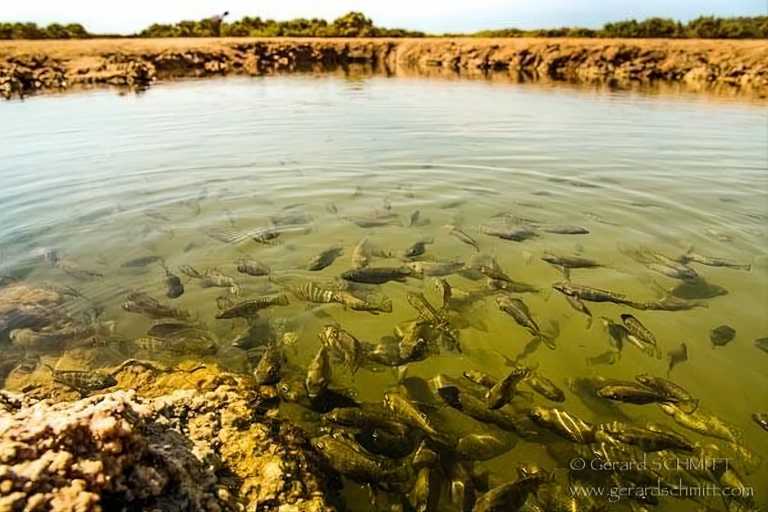  - IMLILI DESERT - Explore Dakhla, the Pearl of Moroccan Sahara, while CoWorking - (shared room)