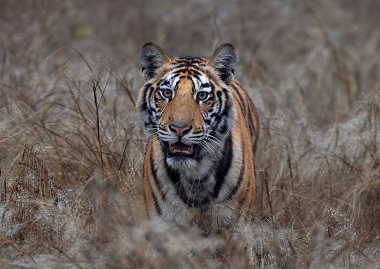 India - Bandhavgarh National Park - India Tiger Safari & Wildlife Photography Expedition | Bengal Tigers & Asiatic Lions - 1