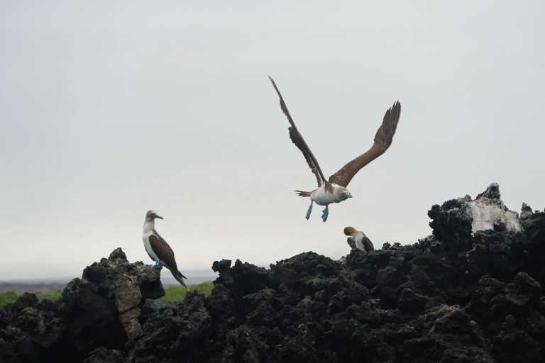 Ecuador - 5 Days Galapagos Adventure - JoinMyTrip