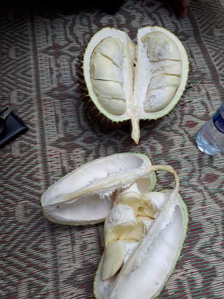 Thanasi Soultatis - 13