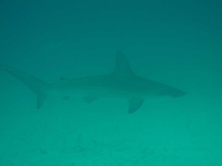 Alexander Stanulla - 8