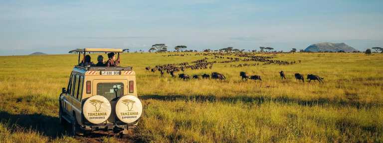 Tanzania - Tarangire National Park - Tanzania: following the great migration - 2