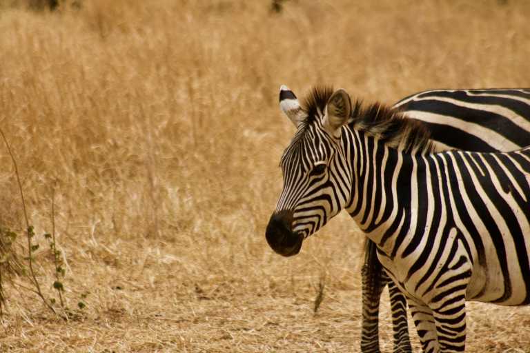 Tanzania - Serengeti National Park - Tanzania Safari to Serengeti National Park and Ngorongoro Crater