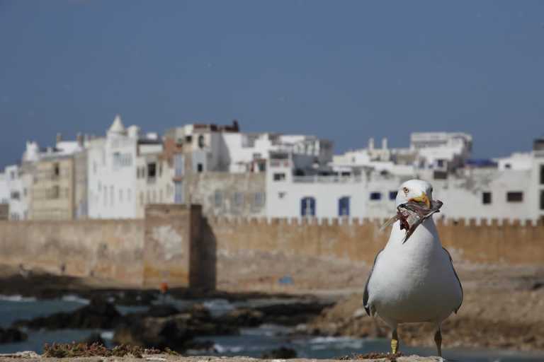 Morocco - Sqala du Port d'Essaouira - Exploring Essaouira, Morocco: Explore Hidden Gems from the Coastal of Essaouira - 3