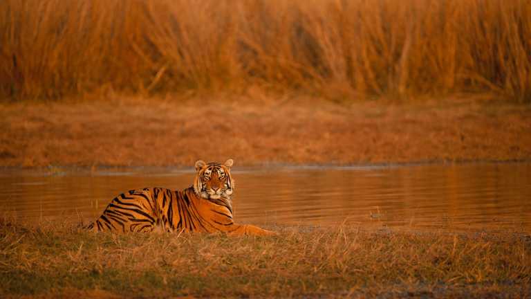 India - India Tiger Safari & Wildlife Photography Expedition | Bengal Tigers & Asiatic Lions - JoinMyTrip