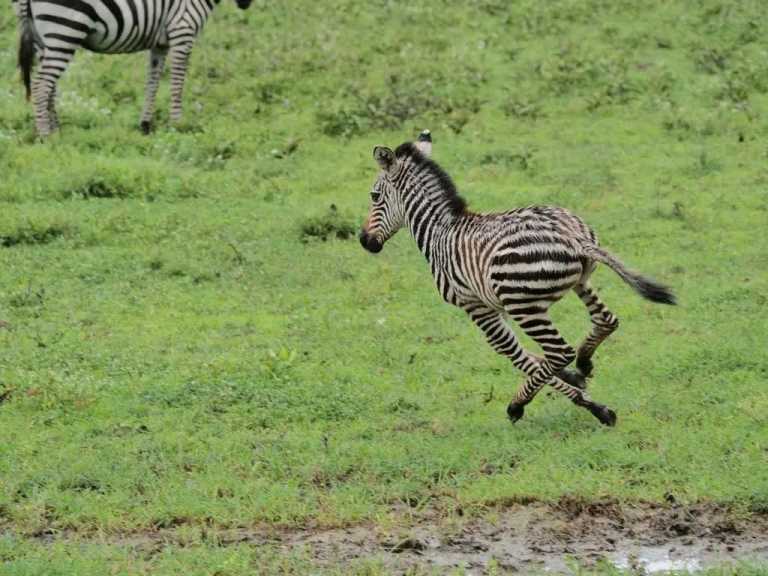 Tansania - 6 Days - 5 Nights Tanzania Lodge safari,Tarangire, Serengeti and Ngorongoro Crater - JoinMyTrip