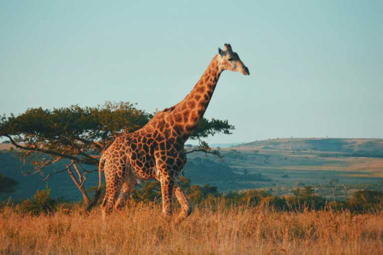 South Africa - 7 Days South Africa Big Five Safari & Wildlife Photography Expedition! - JoinMyTrip