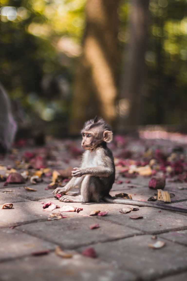 Indonesia - Monkey Forest - Bali Adventure Odyssey: 11 Days of Thrills, Nature & Pure Outdoor Bliss - 2