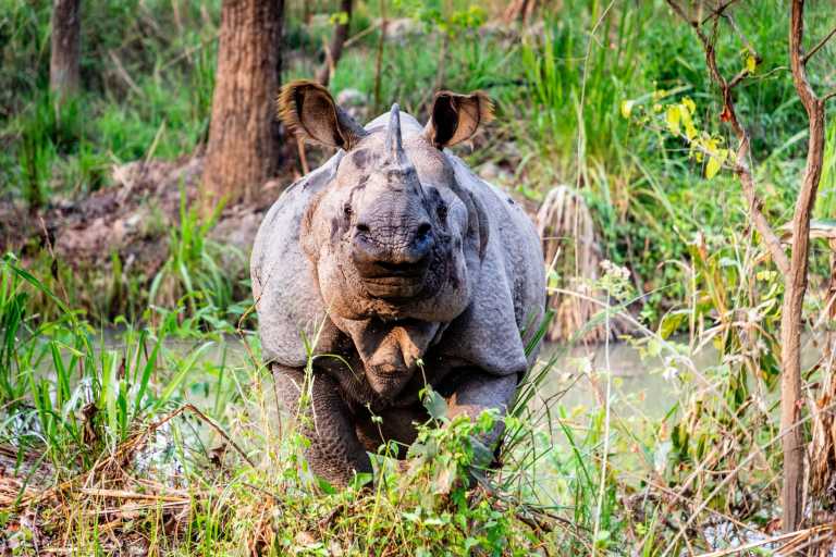 Nepal - Jungle Trip in Nepal - Jungle Safari, Elephants, Rhinos, and More | Wildlife Trip - JoinMyTrip