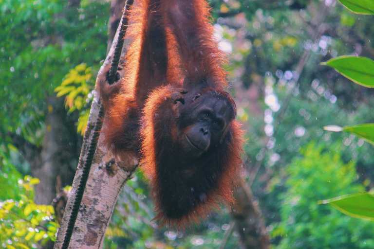 Indonesia - 🇮🇩 Indonesien Wildes Sumatra - 15 Tage einzigartige Orang Utan Abenteuerreise 🏞️🐒🌿🏝️ - JoinMyTrip