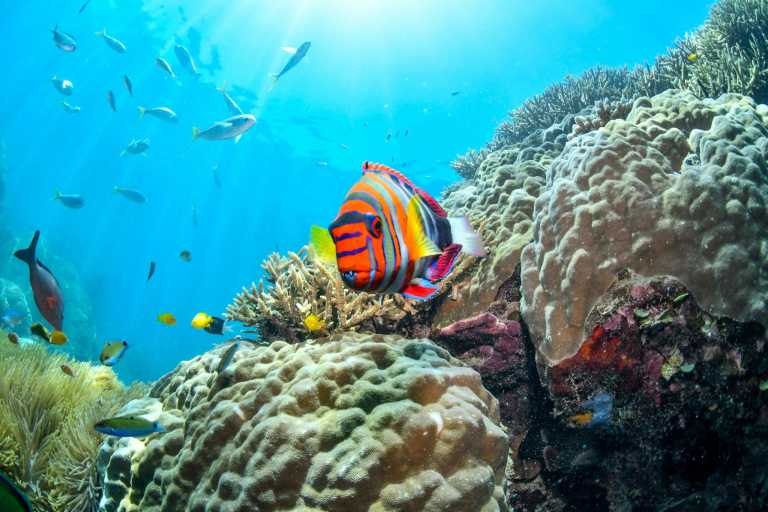 Australien - 🌴🪸 Daintree to Great Barrier Reef: A Co-Working Retreat in Port Douglas, Australia 🐠🇦🇺 - JoinMyTrip