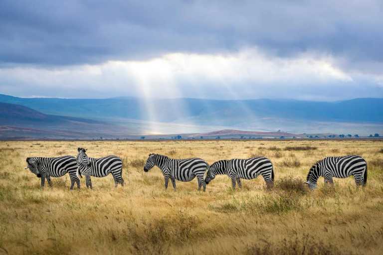 Tanzania - 4 Day Safari Adventure in Tanzania: Serengeti, Ngorongoro, Lake Manyara, Africa - Small Group - JoinMyTrip