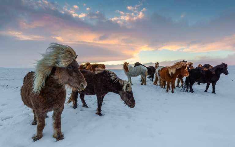 Island - Discover ICELAND on an epic WINTER road trip adventure 🌠! [November 2024] - JoinMyTrip