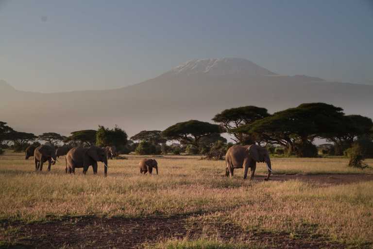 Kenya - Amboseli National Park - Epic Budget Safari: Amboseli, Hell’s Gate, Lake Naivasha, Nairobi National Park
