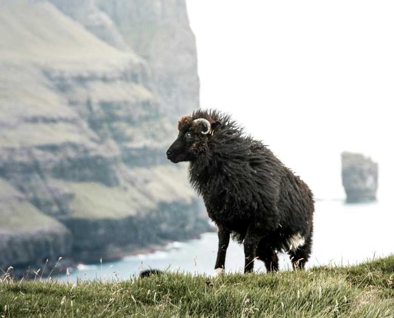 Färöer Inseln - Faroe Islands Fantasy: A Journey Through Untouched Beauty and Nordic Charm - JoinMyTrip