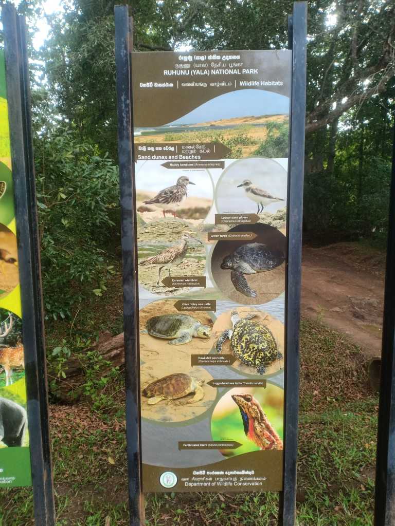 Shehan koshila kannangara - 10