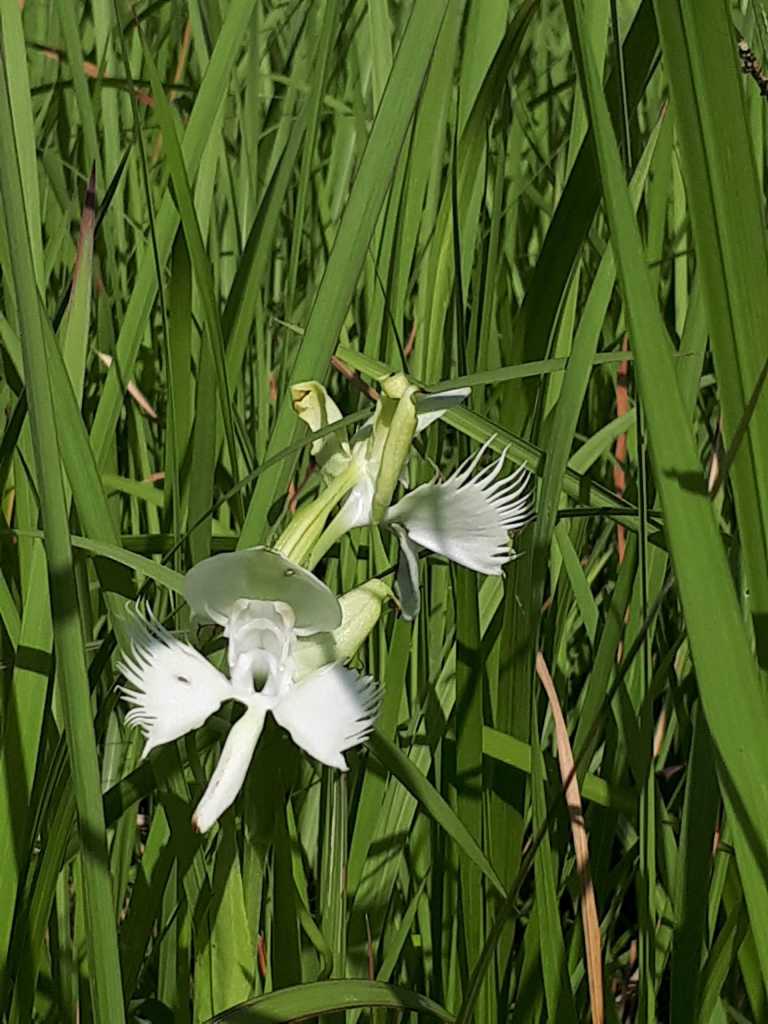 Thanasi Soultatis - 15