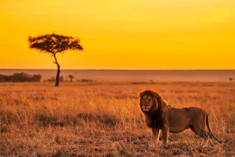 Kenia - Safari Adventure in 4x4 Jeep to Masai Mara - Lake Nakuru - Amboseli - Nairobi🦁ALL inclusive! - JoinMyTrip