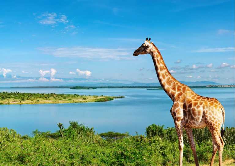 Ghana - Visiting Ghana's Mole National Park 🦒 - JoinMyTrip