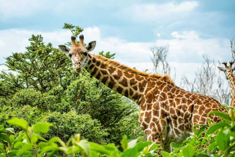 Kenya - Lake Naivasha - Epic Budget Safari: Amboseli, Hell’s Gate, Lake Naivasha, Nairobi National Park - 2