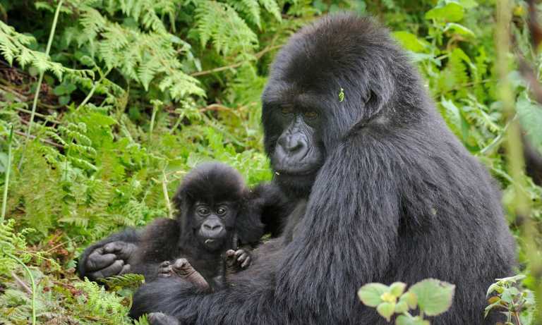 Uganda - Uganda: 🦍 Hike to wild Mountain Gorillas, 🦏 Track Rhinos, 🌅 Lake Victoria cruise, White water rafting, Stand on the equator line & visit Entebbe, Kampala & Jinja towns - JoinMyTrip