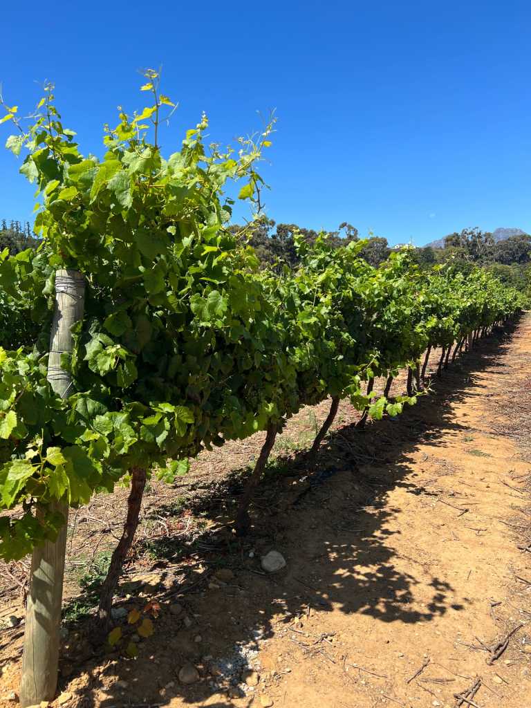 Demaine Armenville - 2