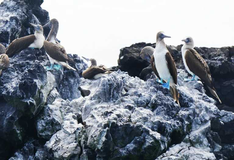 Ecuador - 5 Days Galapagos Adventure - JoinMyTrip