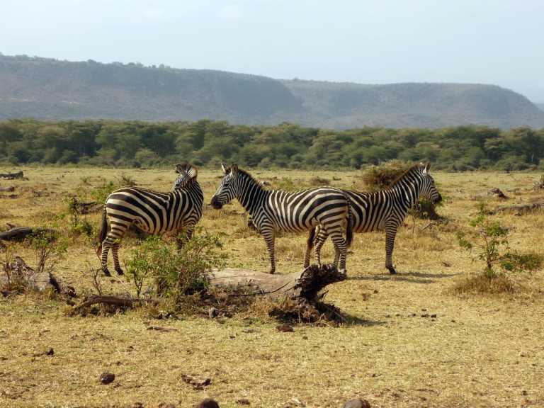 Tanzania - Lake Manyara National Park - Join to One of The Best African Safari Trips in Tanzania