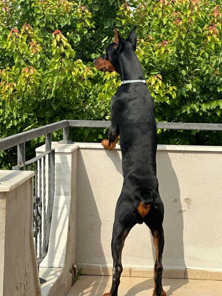 Ozlem Eylem Colak - 9