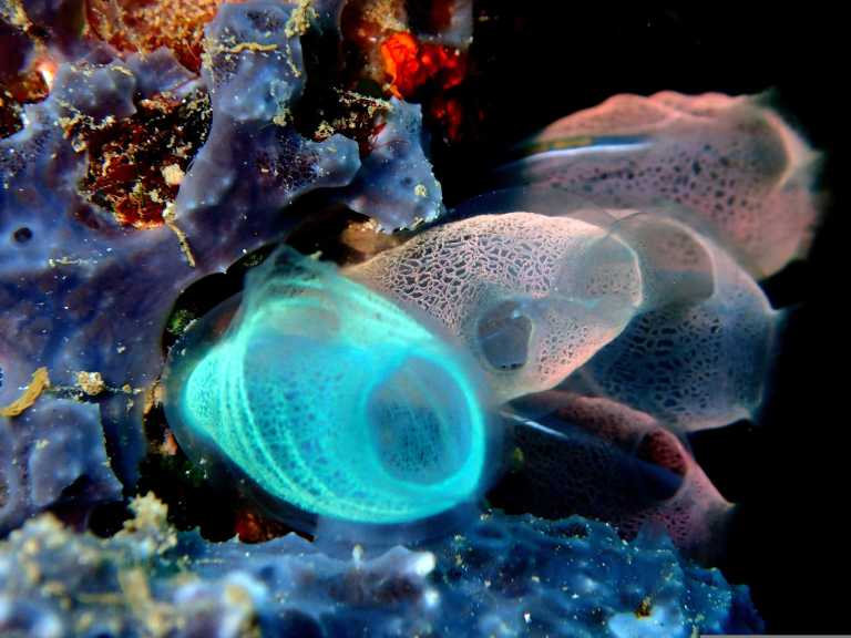 Indonesien - Bunaken - 🇮🇩 Indonesien Molukken - Backpacking Reise durchs Paradis ans Ende der Welt 🏝️ - 2