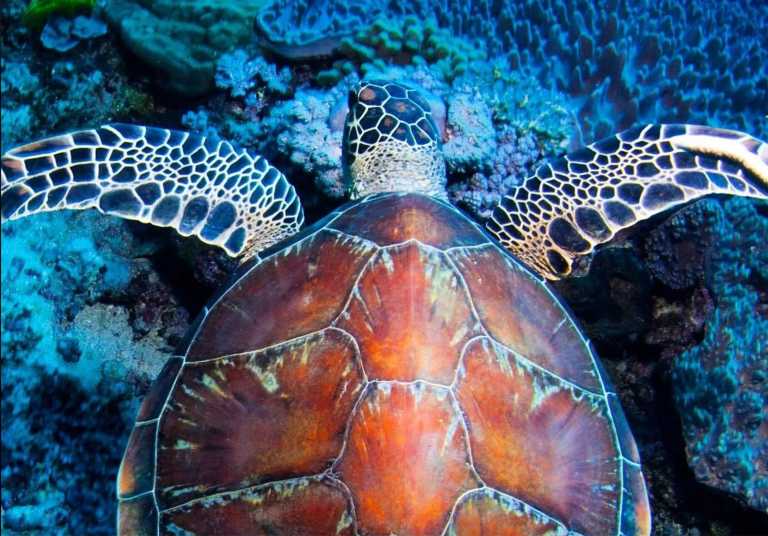 Australia - 🐊🪸 Ancient Daintree meets The Great Barrier Reef: A Week in Port Douglas, Australia 🐢🇦🇺 - JoinMyTrip